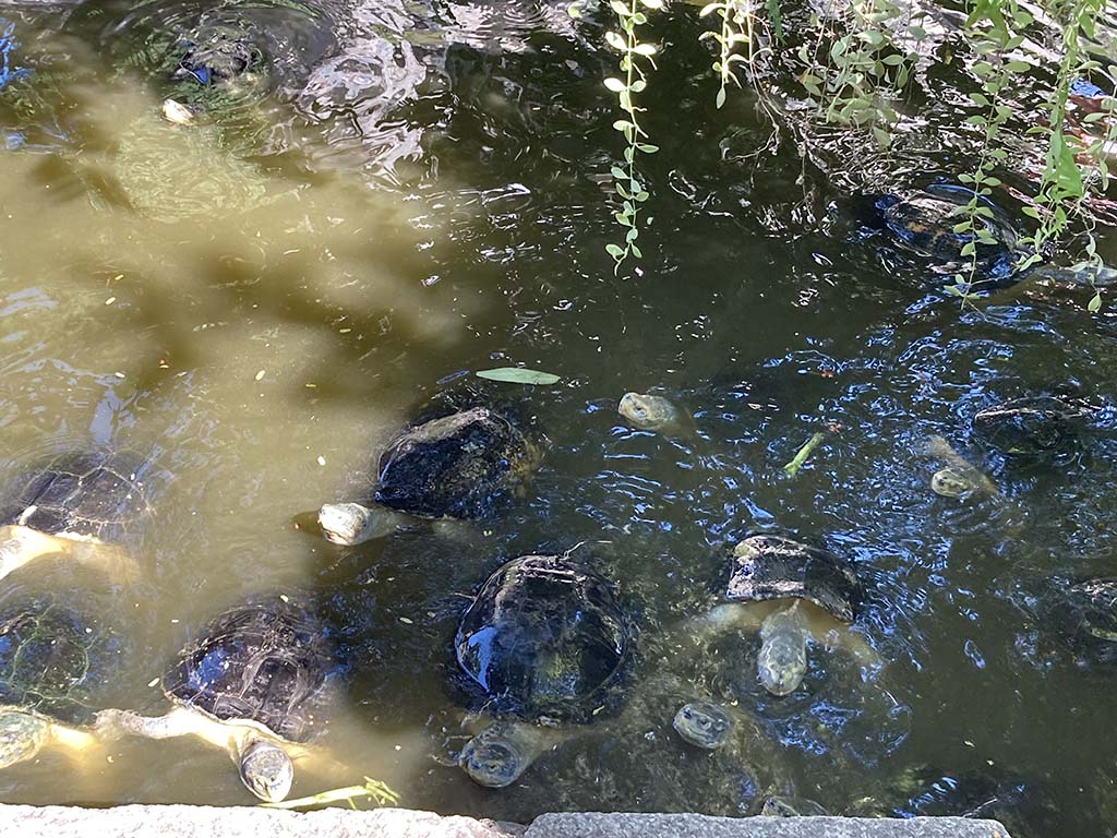 Turtles at Khao Mor