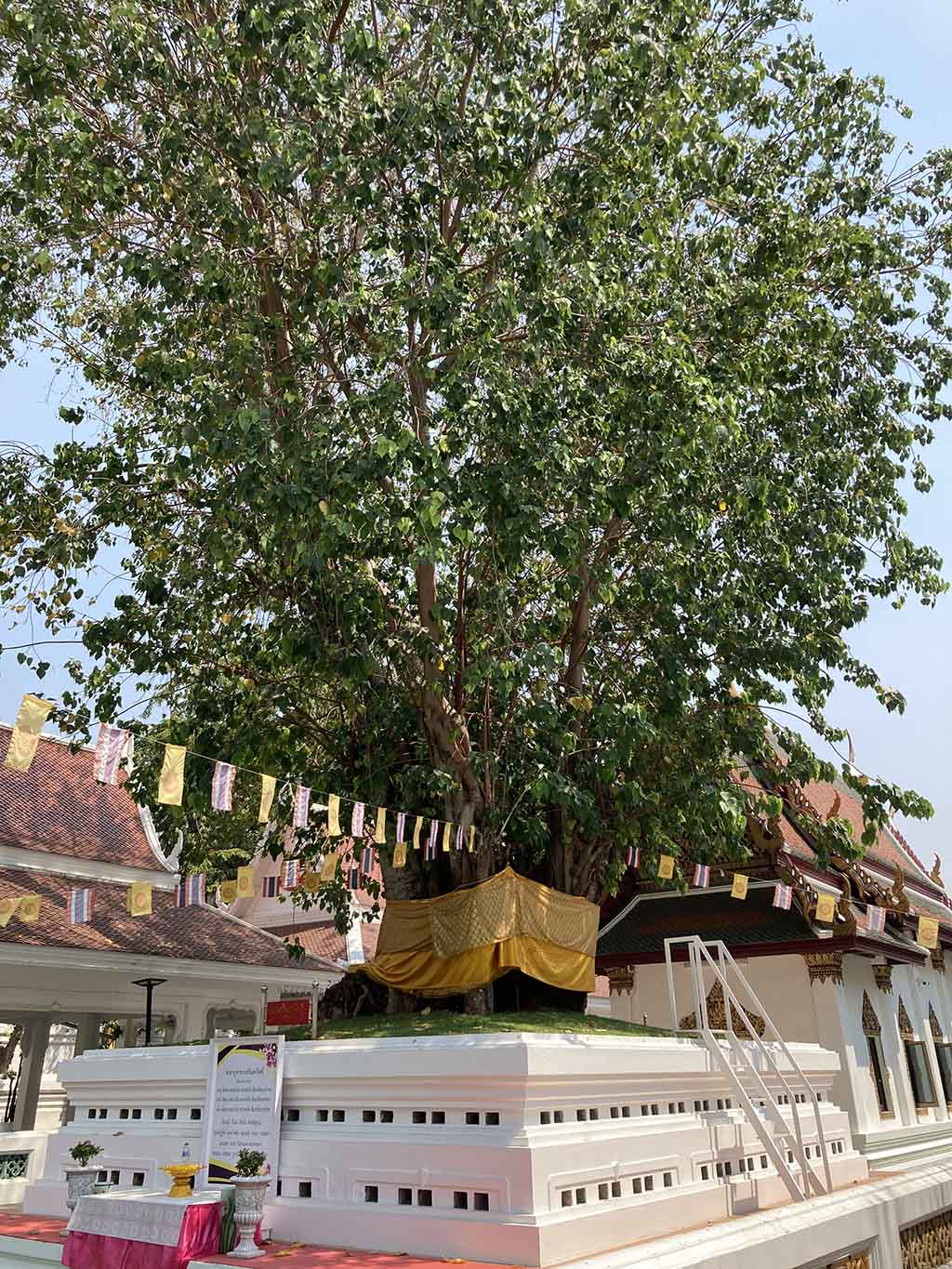 Mahabodhi tree