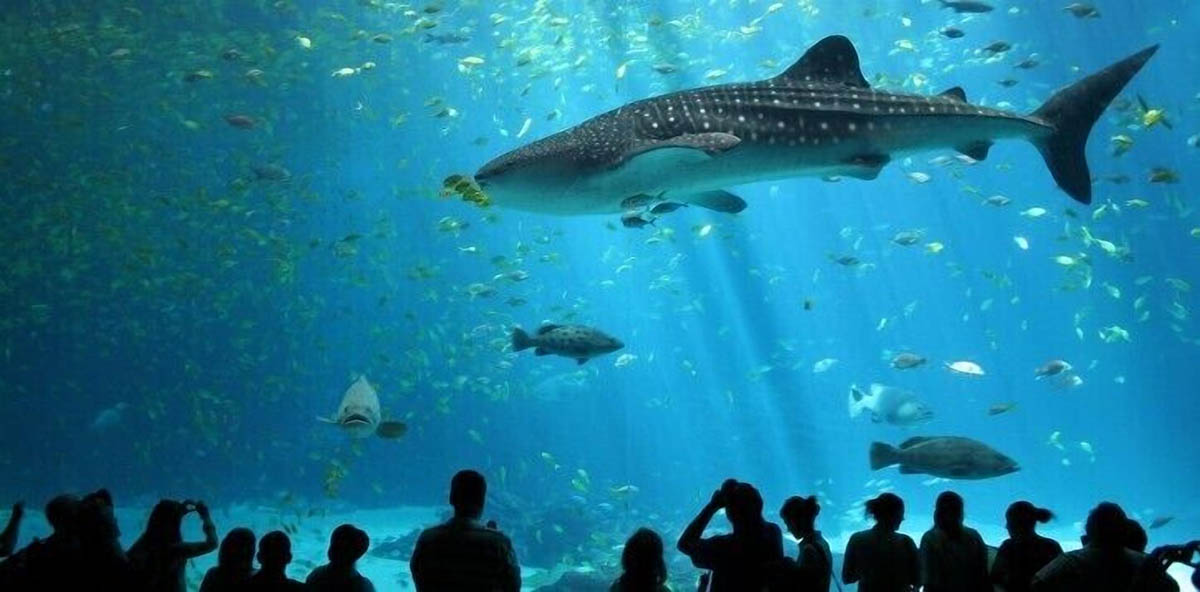 Ocean Tunnels at SEA LIFT Bangkok.