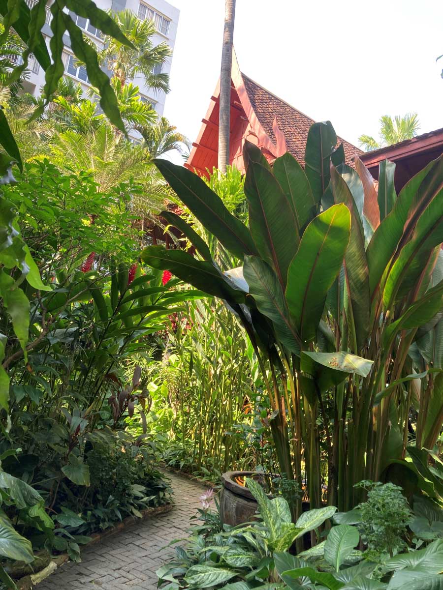 “The Jungle” is filled with many tropical trees.